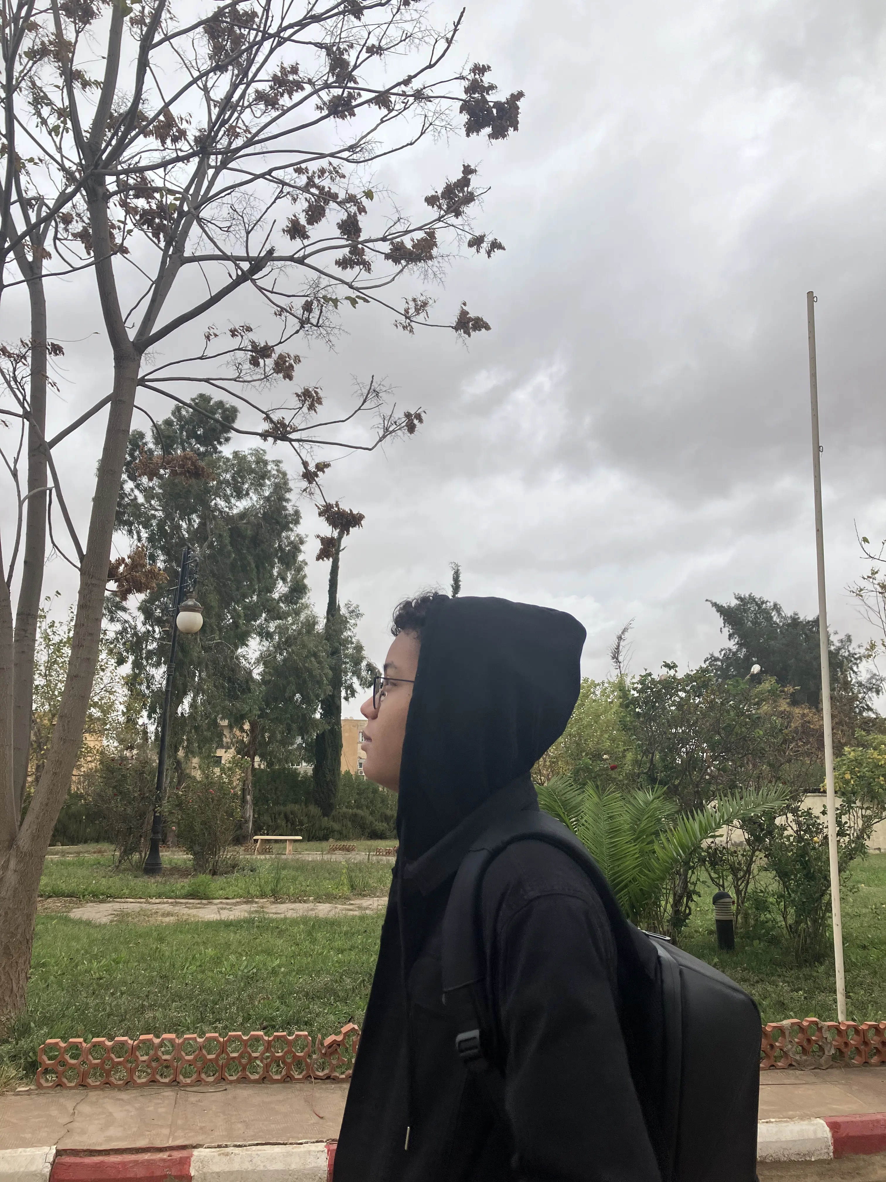 Ilies